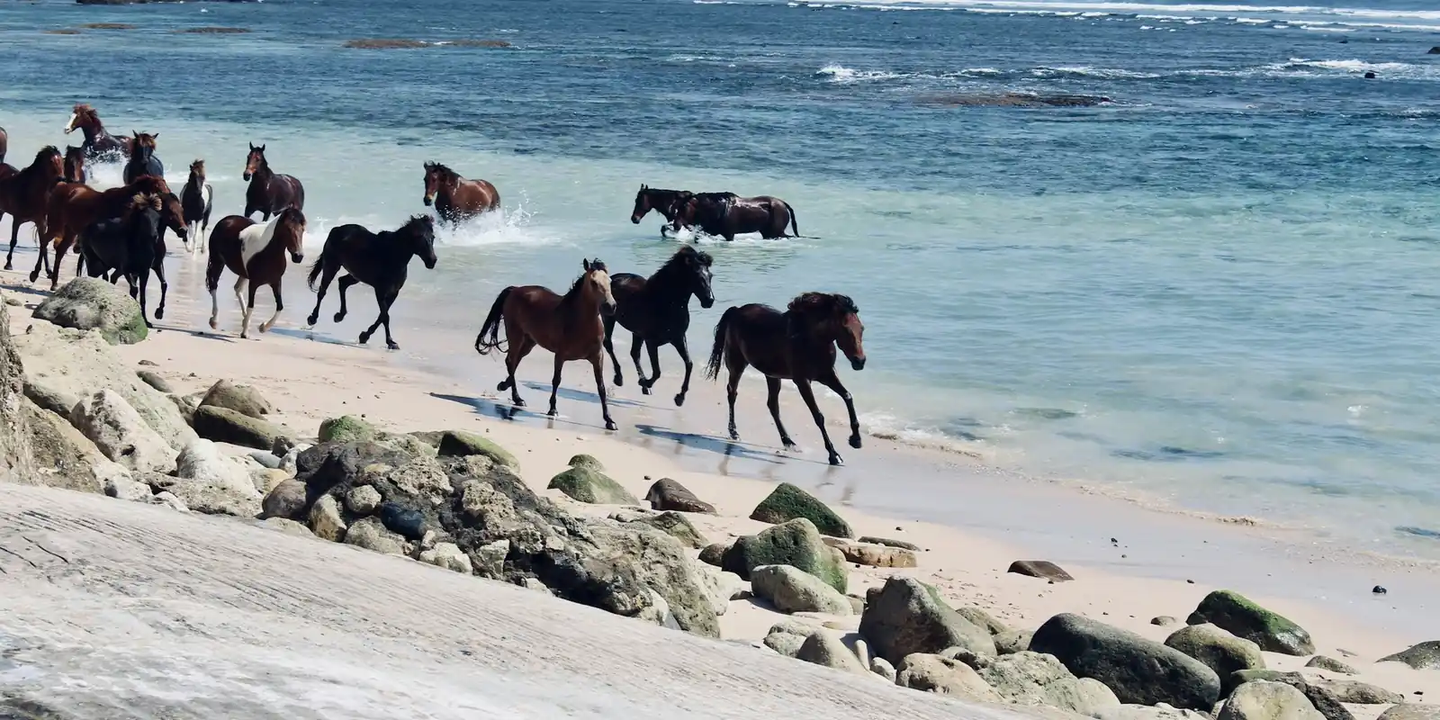 Horses running along a beach on Sumba at the water’s edge