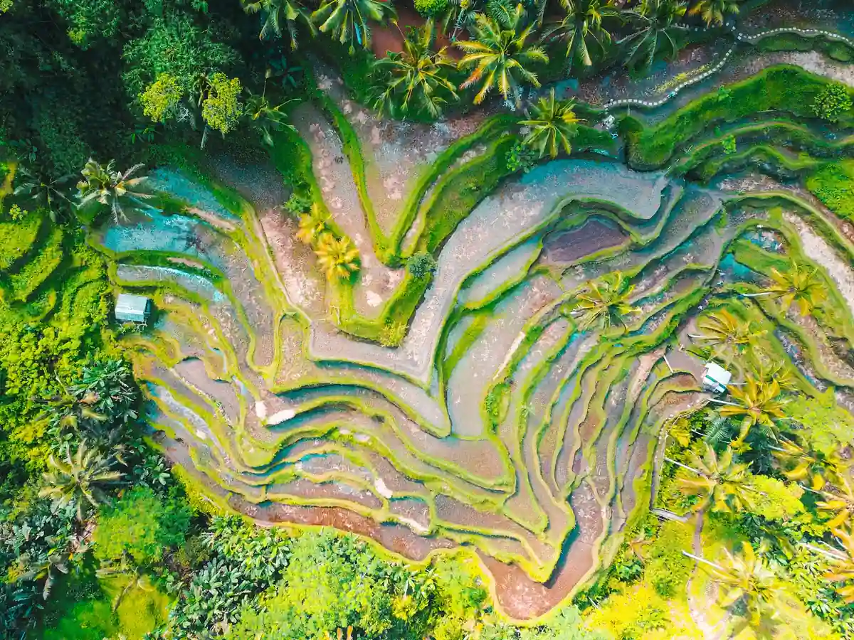 Aerial view of the Tegallalang rice terraces near Ubud