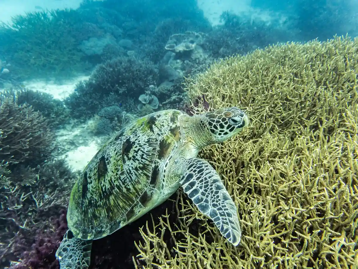 Green turtle resting on branching coral on a shallow reef